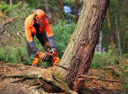 Best Tree Maintenance Programs  in Sun Prairie, MT