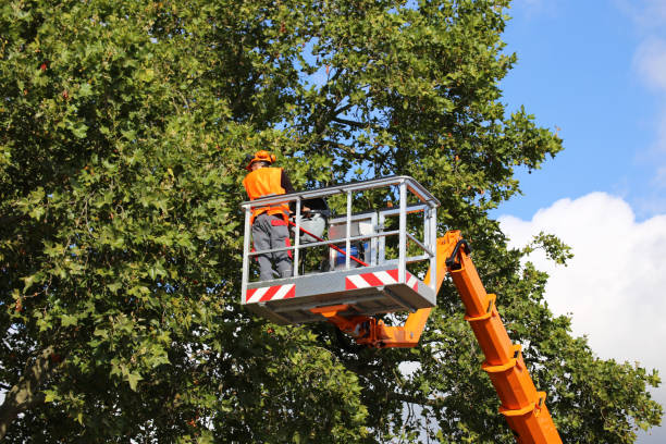 Reliable Sun Prairie, MT  Tree Services Solutions