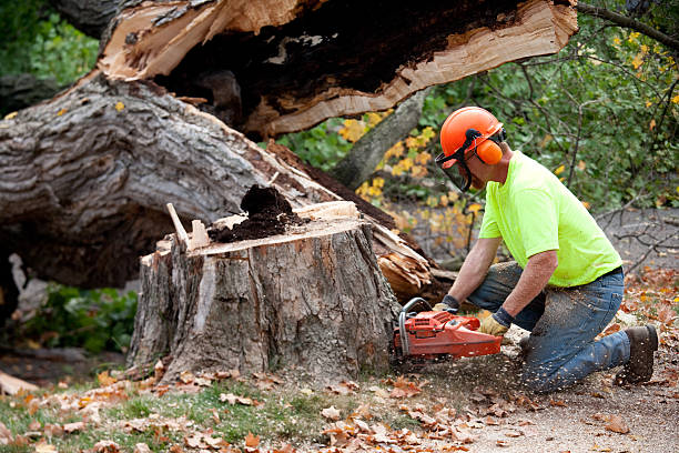 Why Choose Our Tree Removal Services in Sun Prairie, MT?